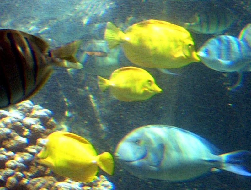 �L�C���n�M(Yellow Tang)
